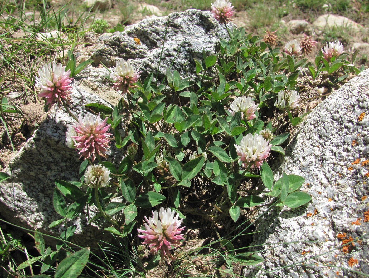 Image of Trifolium ambiguum specimen.