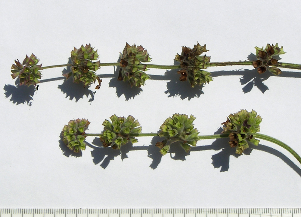 Image of Salvia verticillata specimen.