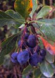 Berberis sphaerocarpa