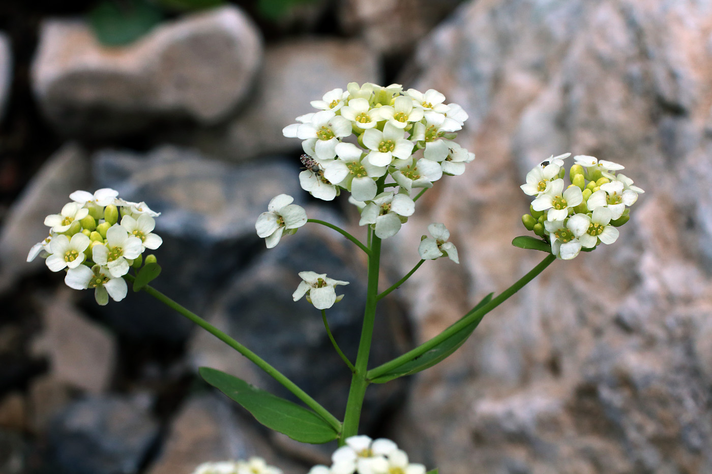 Image of Eutrema integrifolium specimen.