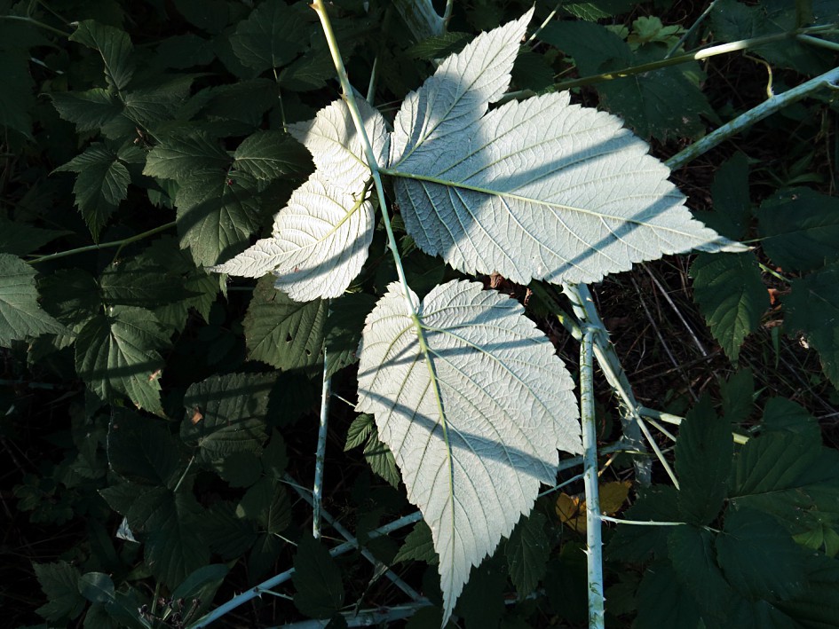 Image of Rubus occidentalis specimen.