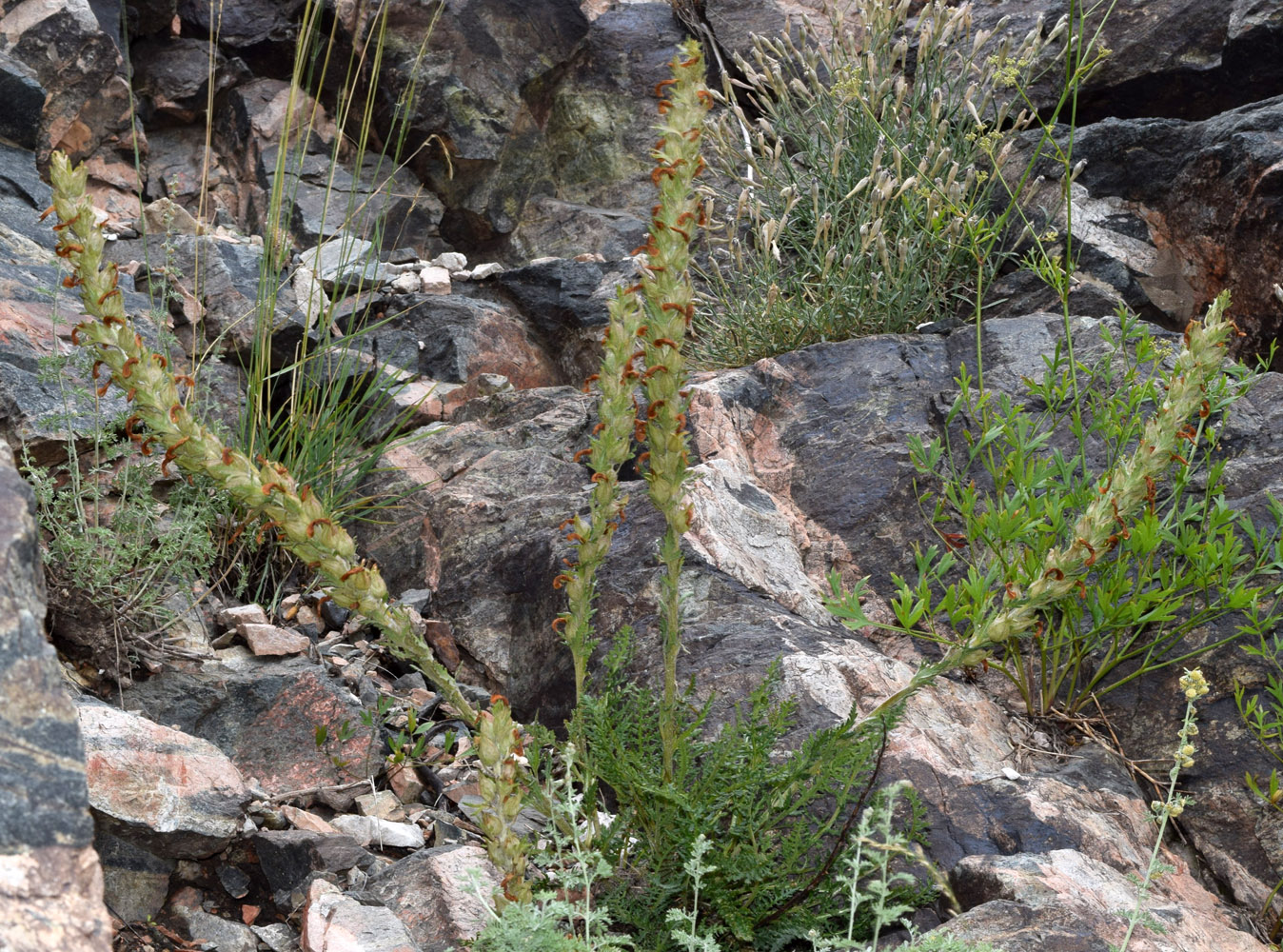 Image of Pedicularis talassica specimen.