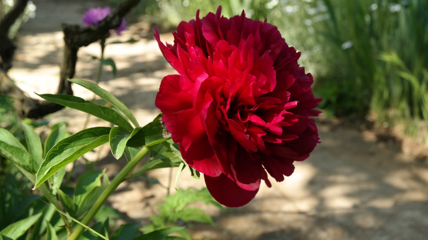 Image of Paeonia officinalis specimen.
