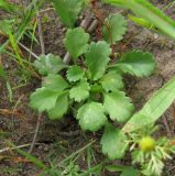 Leucanthemum vulgare. Молодые растения. Архангельская обл., Вельский р-н, окр. пос. Солгинский, старая залежь. 21.07.2010.