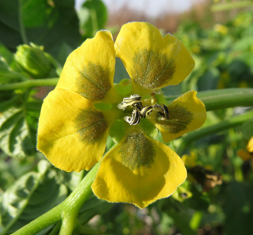 Image of Physalis ixocarpa specimen.