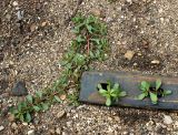 Portulaca oleracea