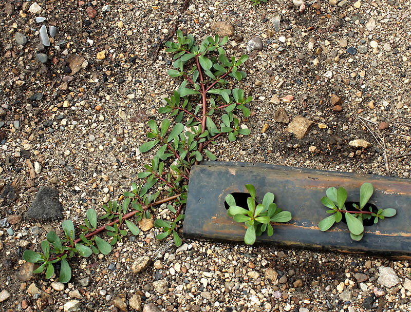 Image of Portulaca oleracea specimen.
