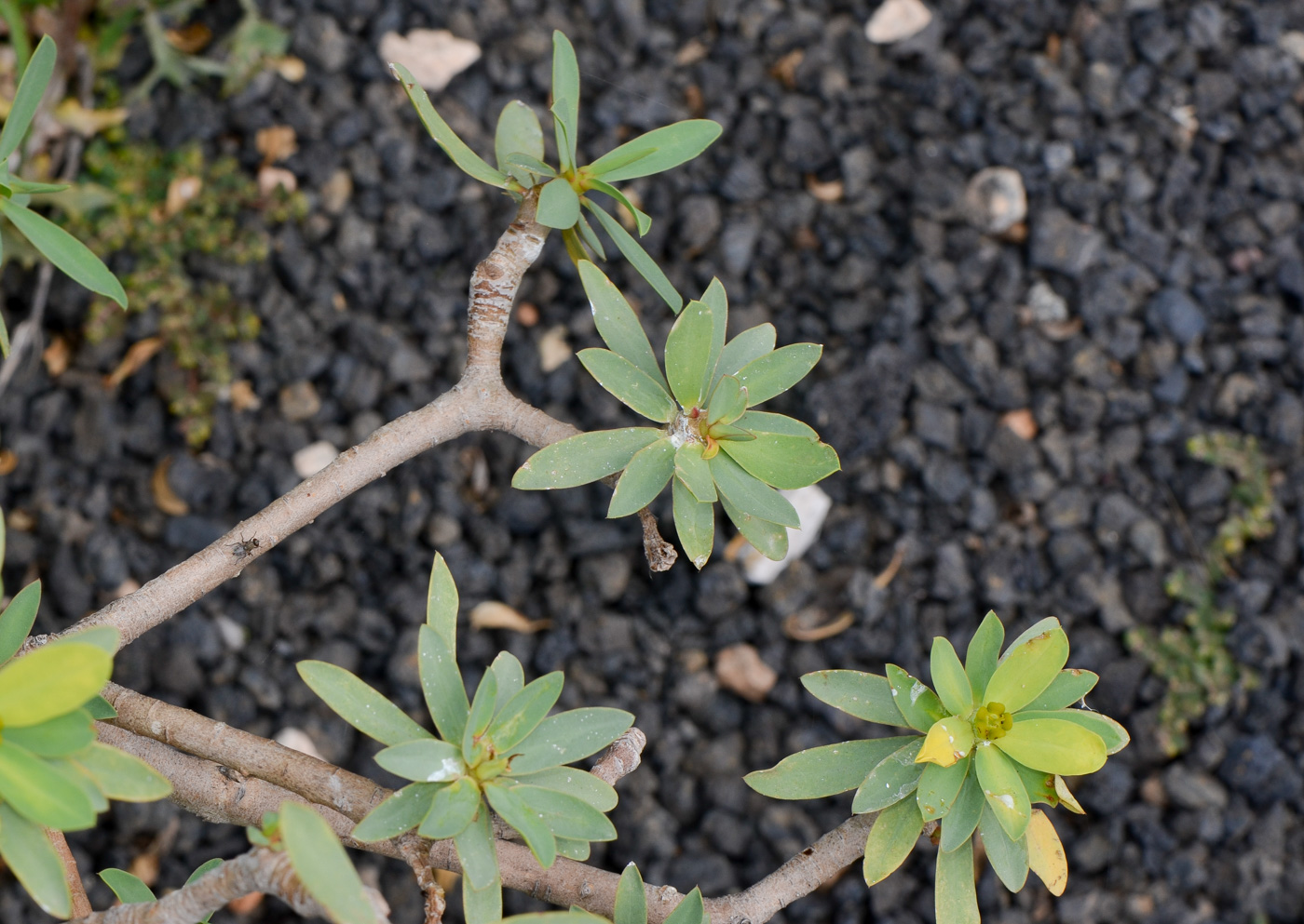 Изображение особи Euphorbia balsamifera.