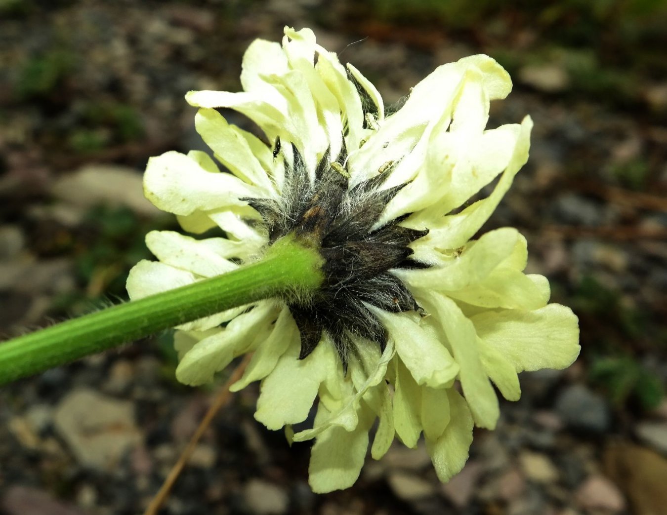Image of Cephalaria gigantea specimen.