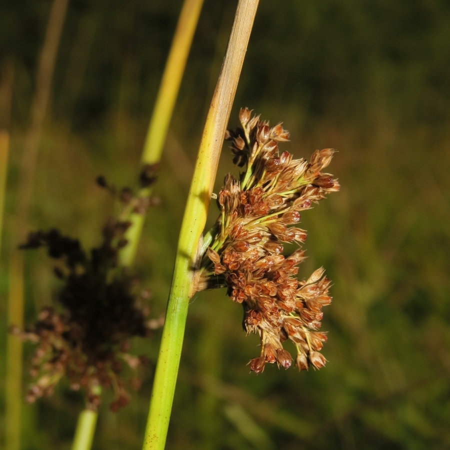 Изображение особи Juncus effusus.