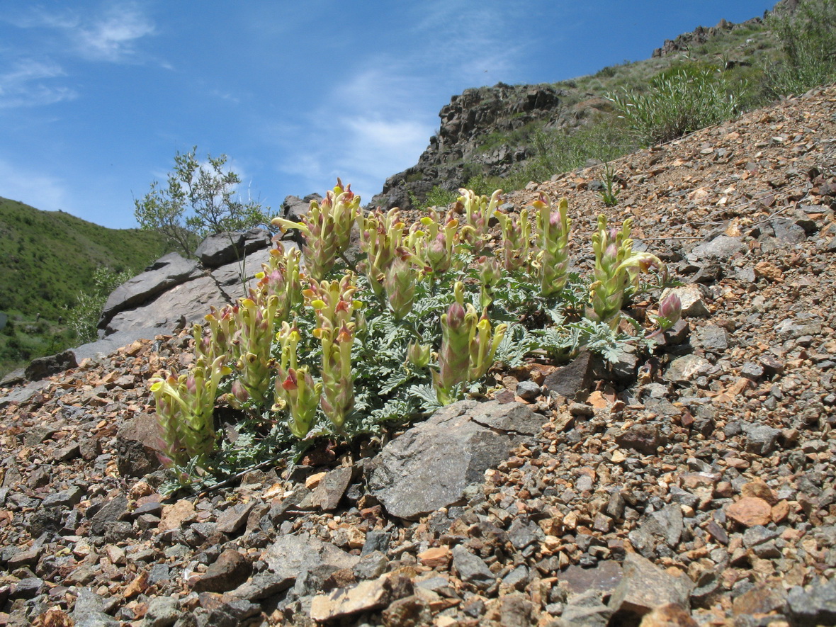 Image of Scutellaria sieversii specimen.