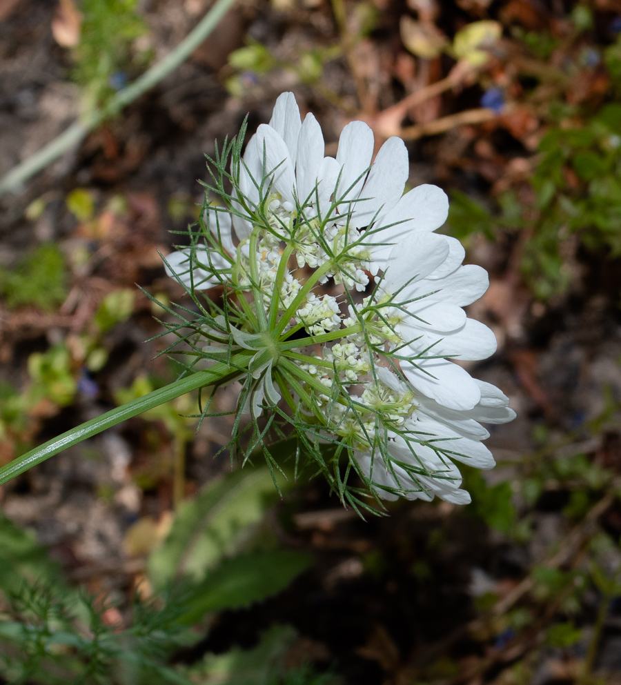 Изображение особи Artedia squamata.