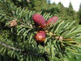 Picea schrenkiana. Верхушка ветви с молодыми шишками. Казахстан, Заилийский Алатау в окр. г. Алматы, ущ. Каскелен, 2200 м н.у.м. 27 мая 2016 г.