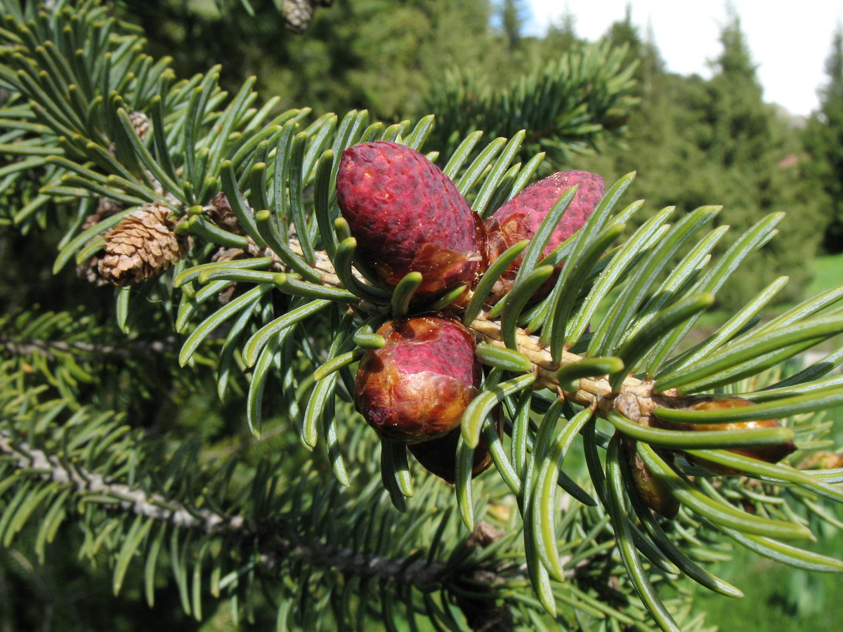 Изображение особи Picea schrenkiana.