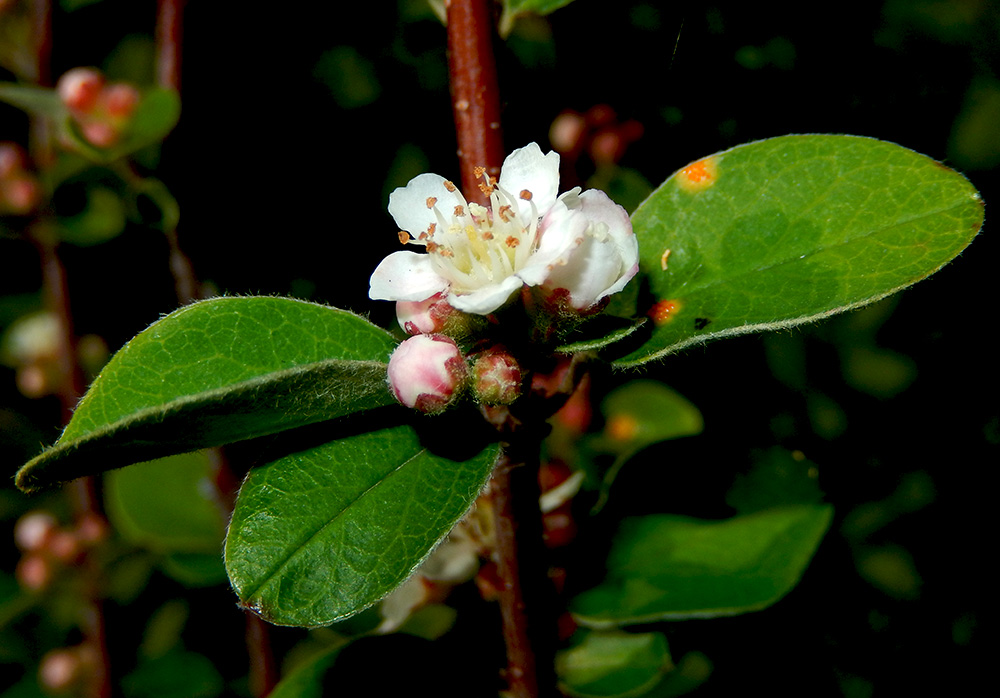 Изображение особи Cotoneaster suavis.