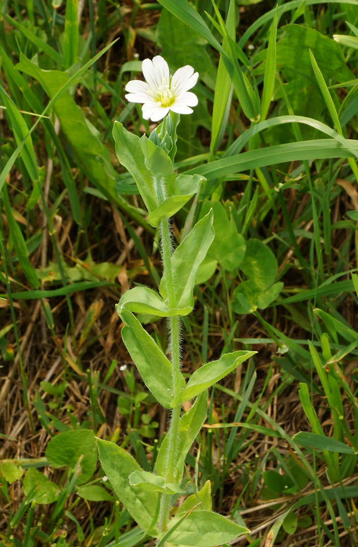 Изображение особи Cerastium davuricum.