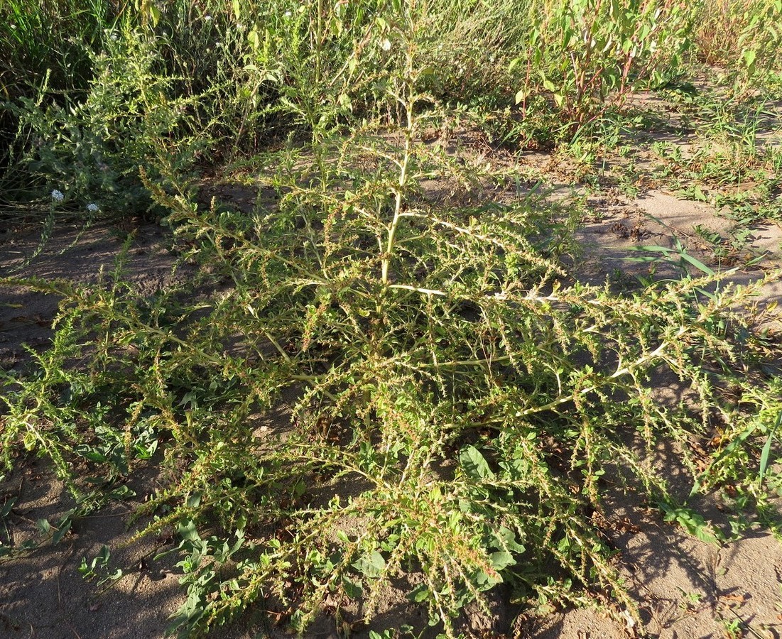 Изображение особи Amaranthus albus.