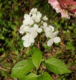 Hydrangea paniculata. Верхушка побега с соцветием. Восточный Казахстан, г. Усть-Каменогорск, Архитектурно-ландшафтный музей-заповедник, в культуре. 04.09.2016.