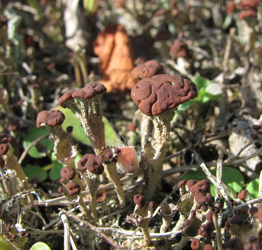 Image of genus Cladonia specimen.