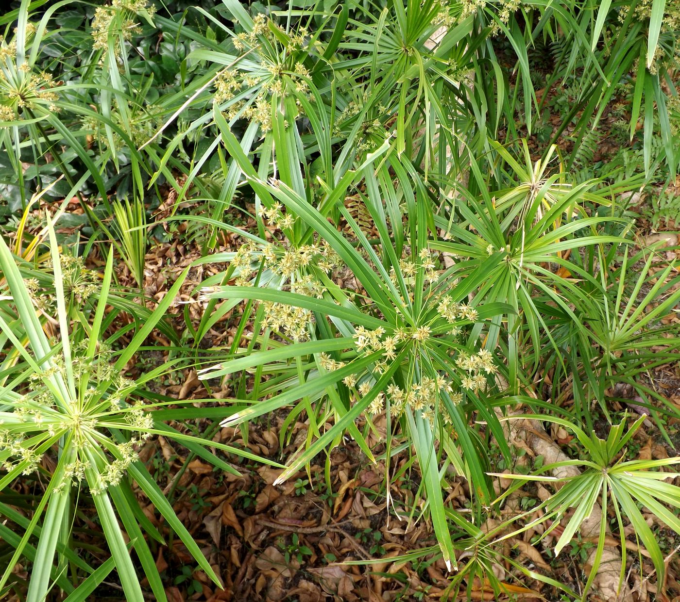 Изображение особи Cyperus involucratus.