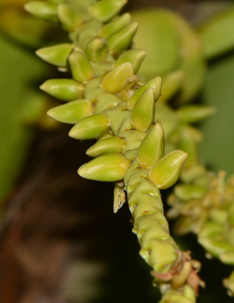 Image of Cocos nucifera specimen.