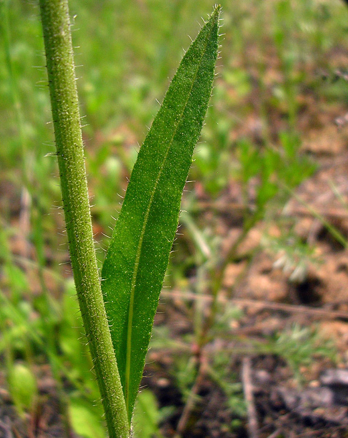 Image of genus Pilosella specimen.