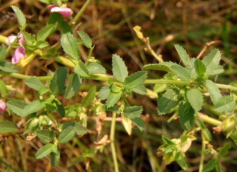 Image of Ononis arvensis ssp. spinescens specimen.