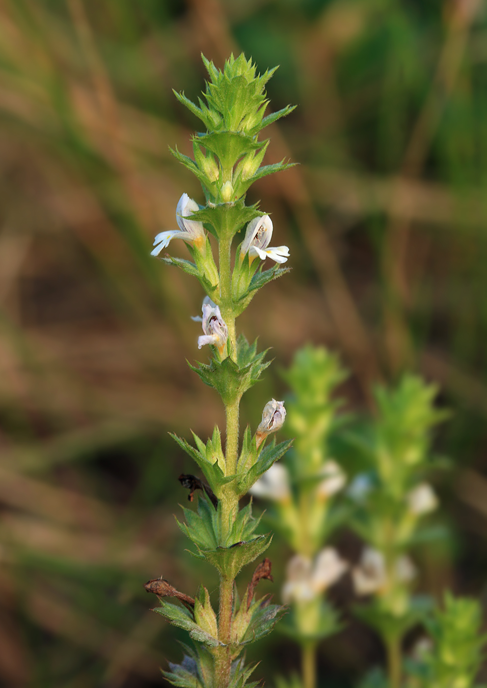 Изображение особи Euphrasia maximowiczii.