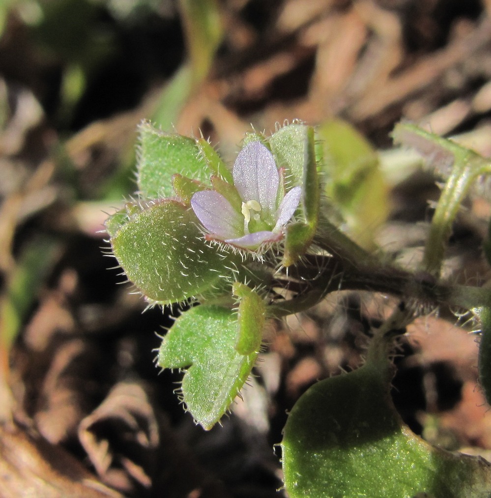 Image of Veronica sublobata specimen.