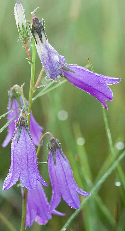 Image of Campanula sibirica specimen.