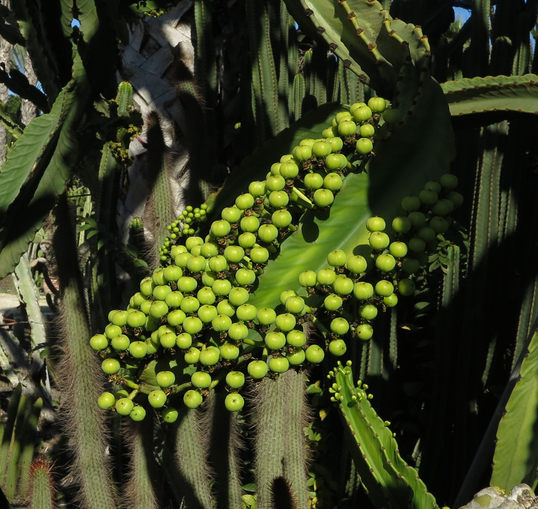 Изображение особи Euphorbia ingens.