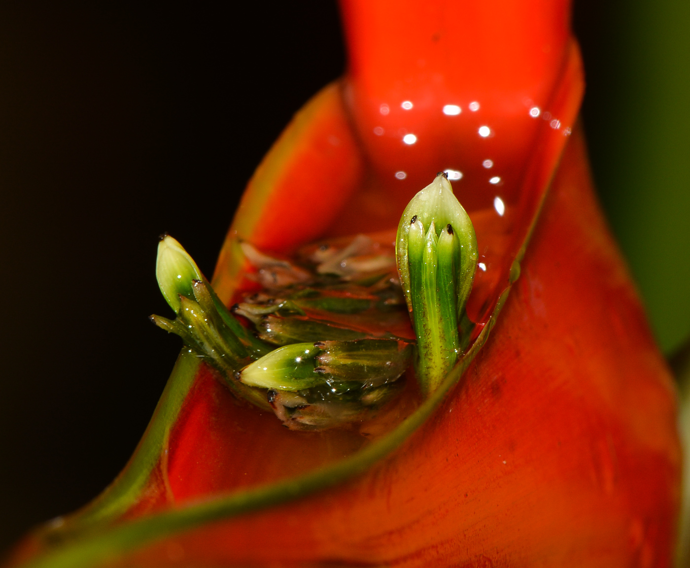 Изображение особи Heliconia stricta.