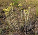 Helichrysum arenarium