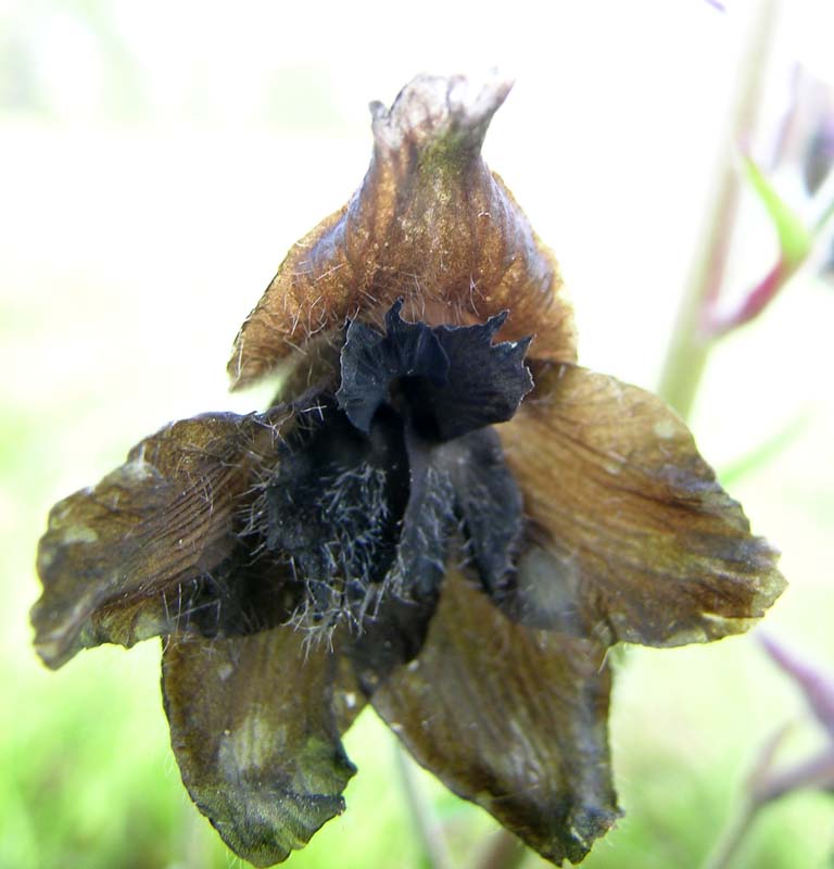 Image of Delphinium triste specimen.