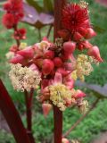 Ricinus communis. Соплодие, мужские цветки и бутоны. Свердловская обл., г. Екатеринбург, пос. Шабровский, дачный участок. 10.08.2016.