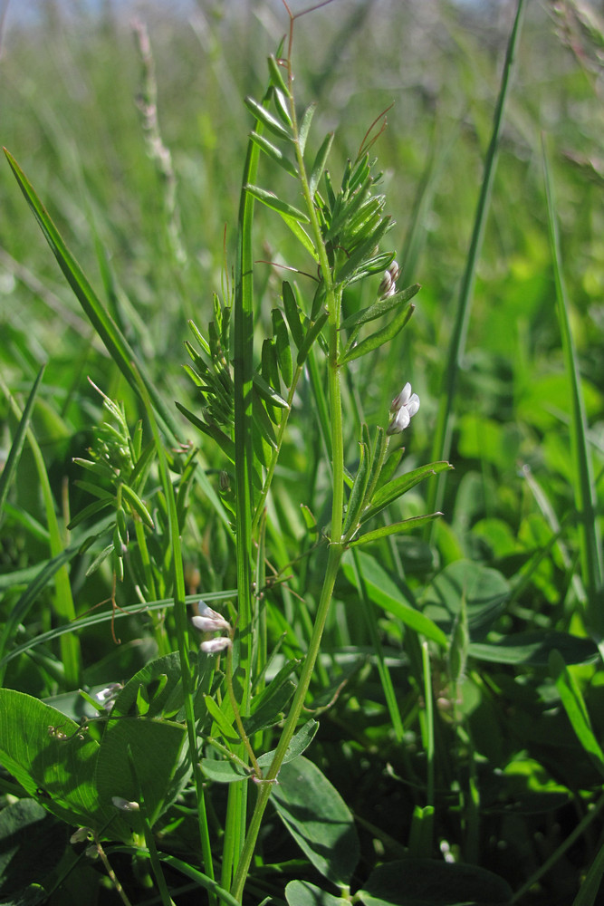 Image of Vicia hirsuta specimen.