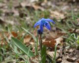 Scilla armena