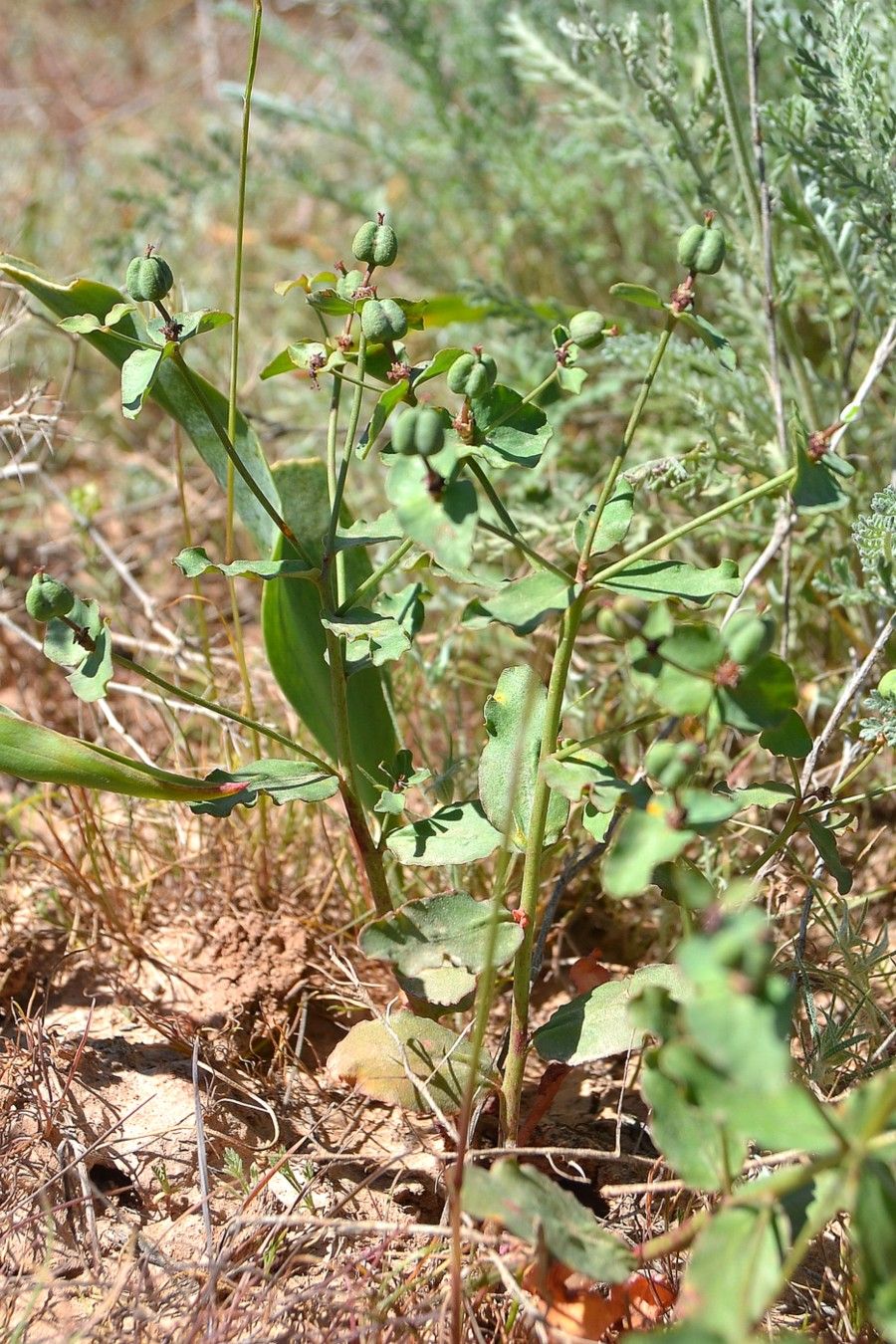 Изображение особи Euphorbia undulata.