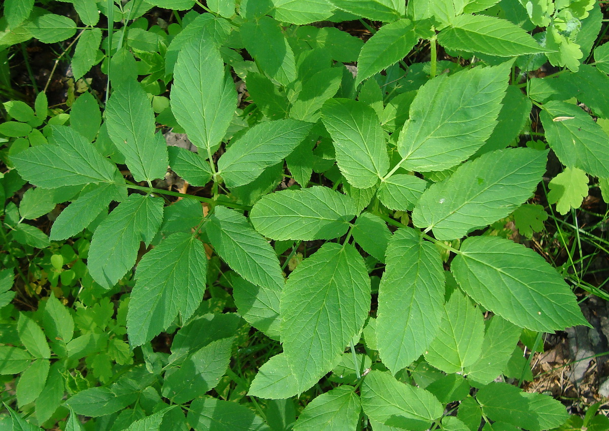 Image of Aegopodium podagraria specimen.