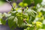 Rubus parviflorus. Часть веточки с бутоном и листьями. Санкт-Петербург, Старый Петергоф, парк \"Сергиевка\", газон. 04.06.2017.