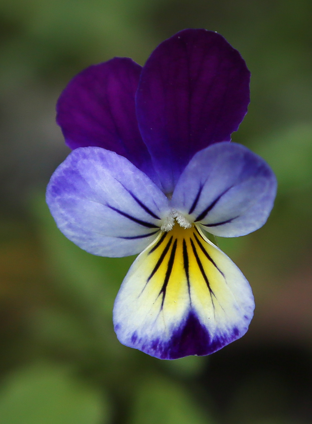 Image of Viola tricolor specimen.