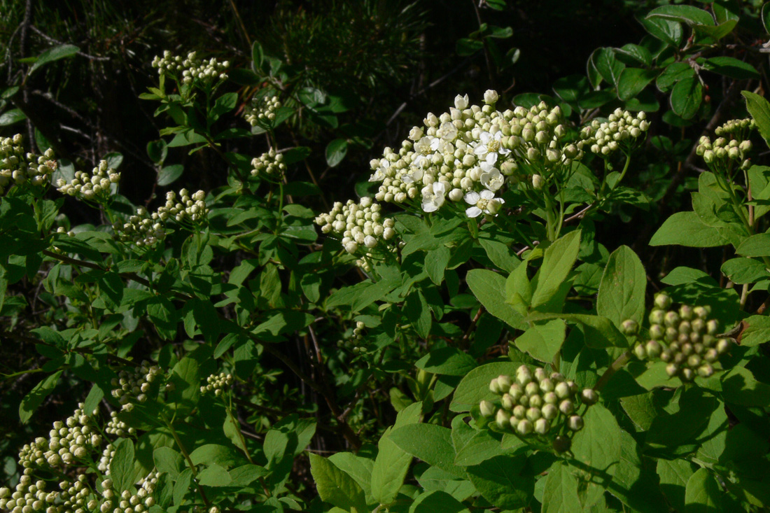 Image of Spiraea media specimen.