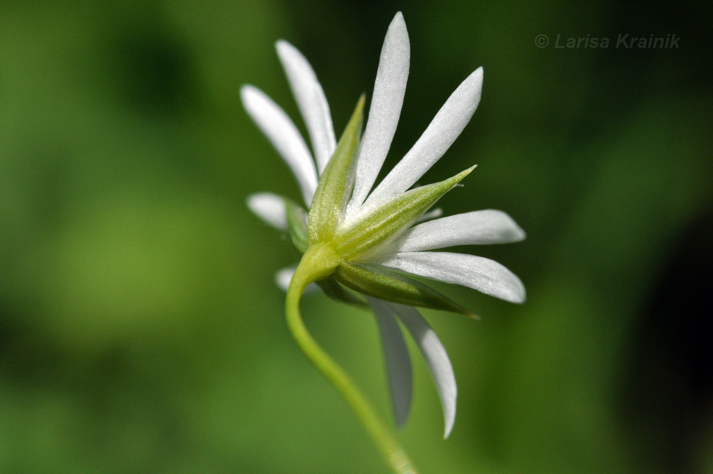 Image of Stellaria discolor specimen.