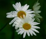 Leucanthemum vulgare