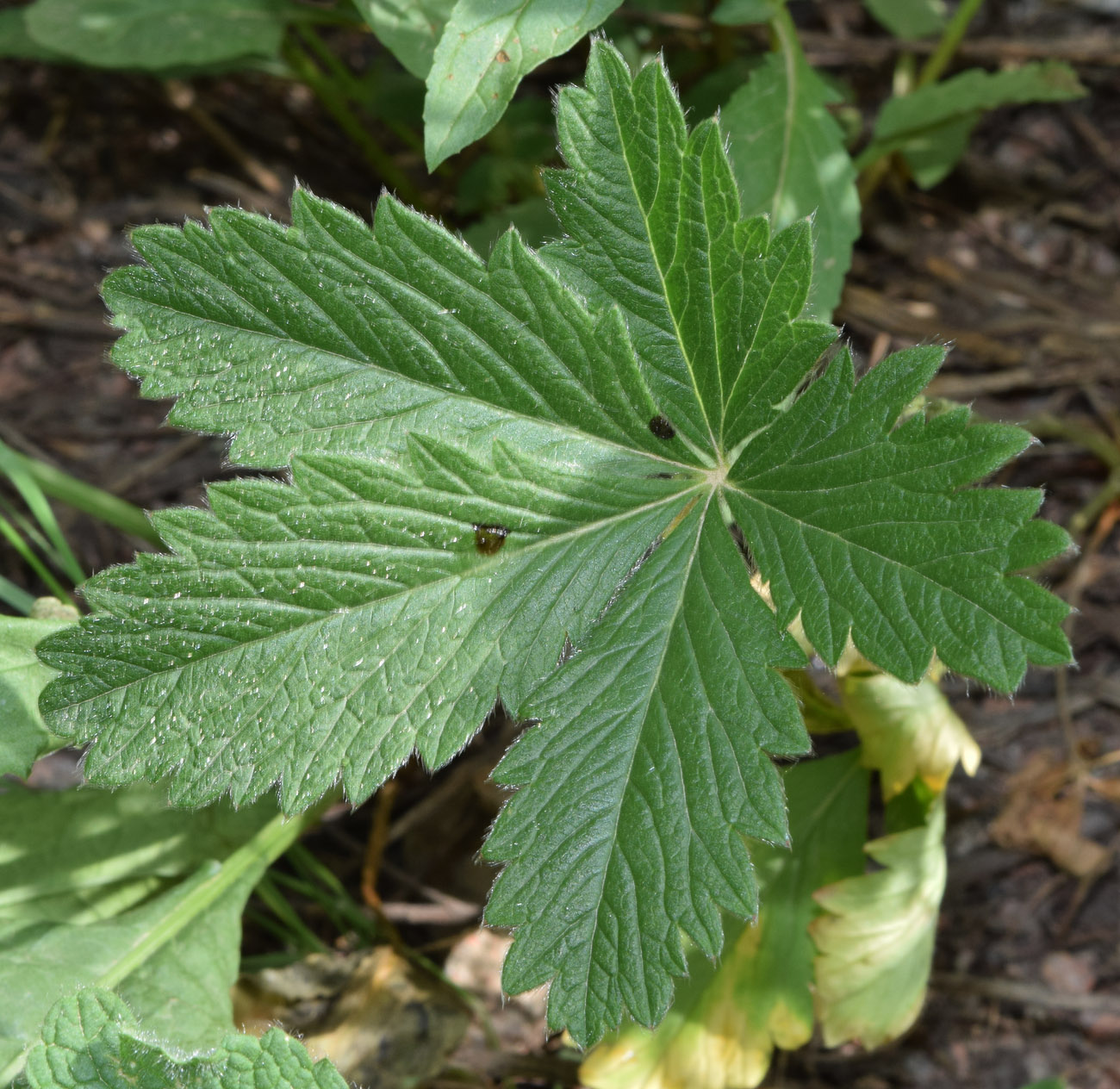 Изображение особи Potentilla asiatica.