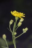 Crepis tectorum. Верхушка побега с соцветиями. Саратов, Октябрьское ущелье, широколиственный смешанный лес, на обочине. 08.07.2017.