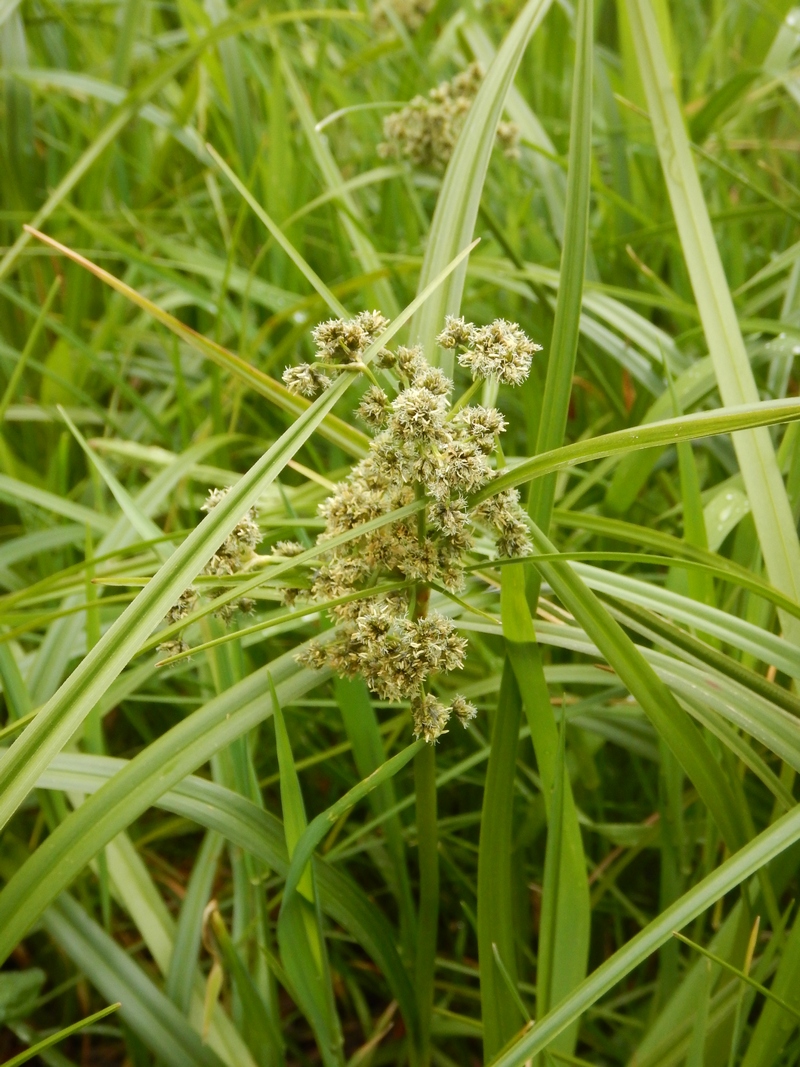 Изображение особи Scirpus microcarpus.