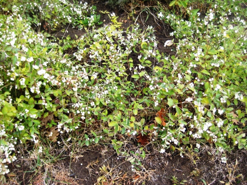 Image of Symphoricarpos albus var. laevigatus specimen.