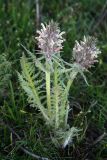 Pedicularis olgae