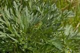 genus Artemisia. Верхушка вегетирующего растения с сидящим кузнечиком. Пермский край, Берёзовский р-н, долина р. Шаква ниже с. Рыжково, правый берег в р-не Татарской горы. 5 августа 2017 г.